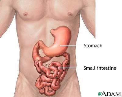 stomach.jpg