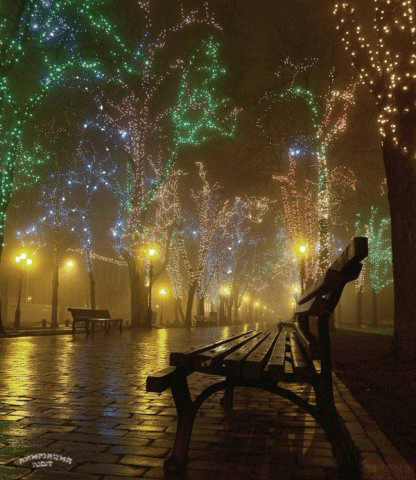 fairy lights trees christmas gif Pictures, Images and Photos