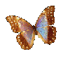 butterfly gif photo: butterfly gif but7.gif