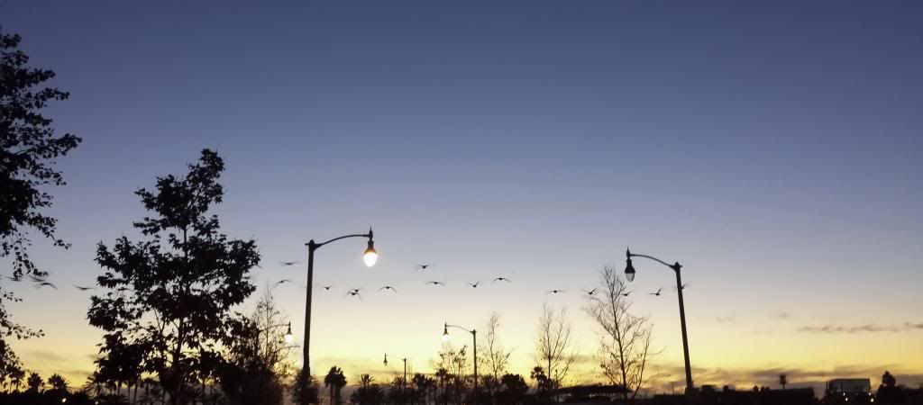 IMAGE: http://i264.photobucket.com/albums/ii199/reneefk/Geese_zps06bd97df.jpg