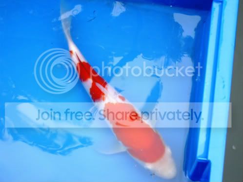 Choosing koi types based on your ponds water and qualities??